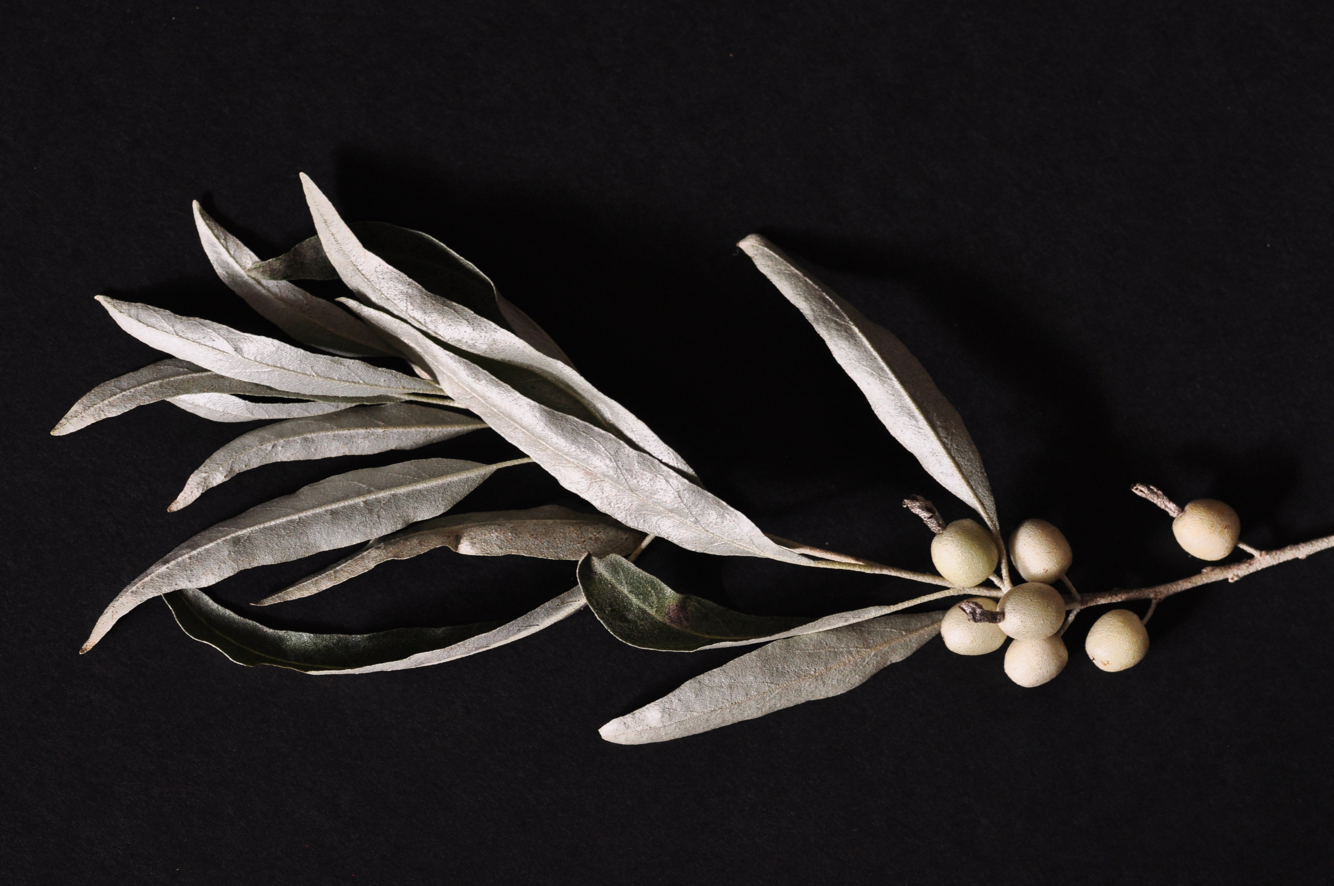 Elaeagnus angustifolia branch
