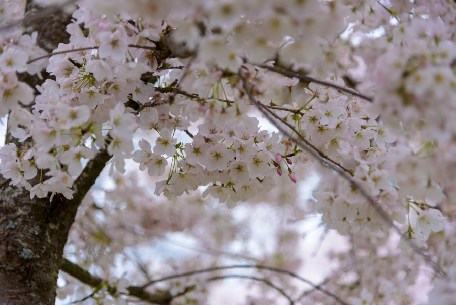 Cherry Blossoms UBC