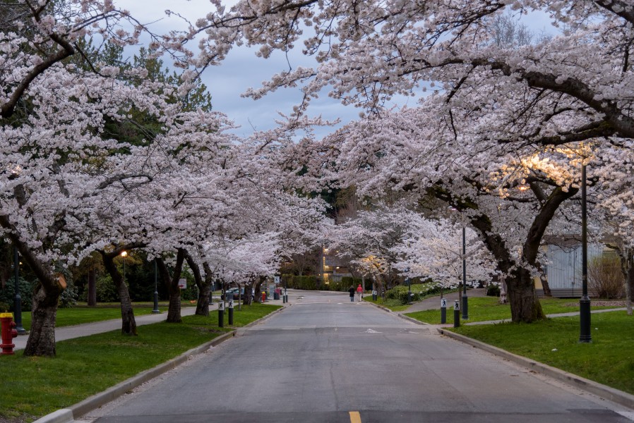 Cherry Blossoms UBC 02