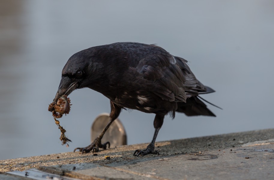 Corvus corax eating, Victoria, British Columbia, Canada