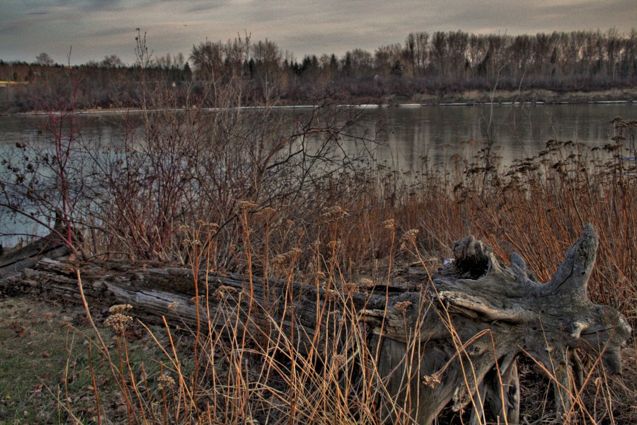 Driftwood-by-North-Saskatchewan-River-Edmonton-Alberta