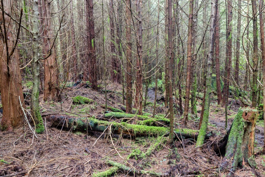Forest by Little Kuitsche Campsite, Juan de Fuca Trail, Vancouver Island, Canada 33