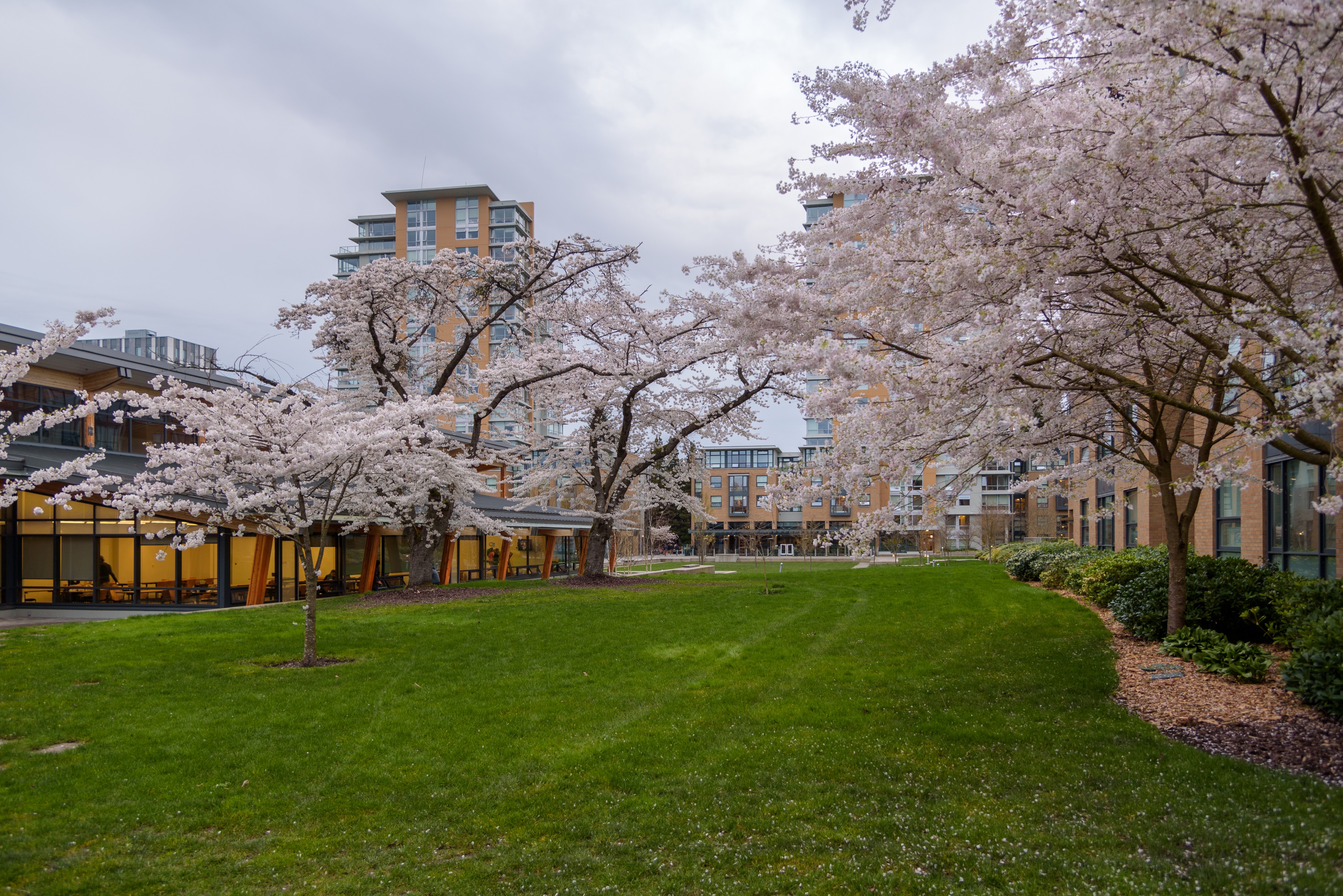 Marine Drive Cherry Blossoms 02