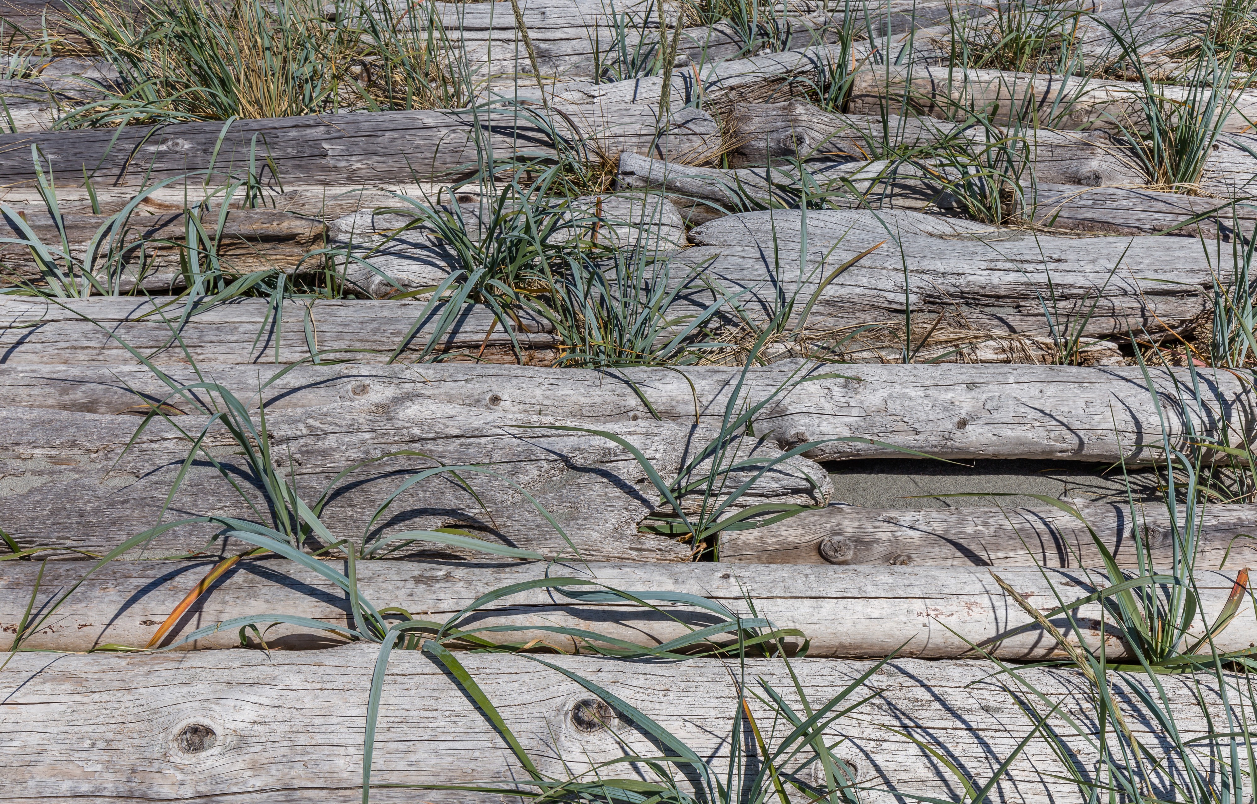 Sidney Spit, Sidney Island, British Columbia, Canada 21