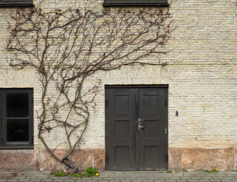 Door and ivy at Viborg Katedralskole