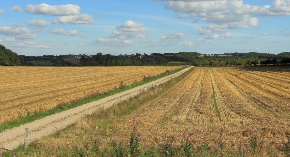 Harvested barley fields along Bruunshåbvej - Eastern view from tumulus in Oldtidshøjene - Bruunshåb - 2013-08-24