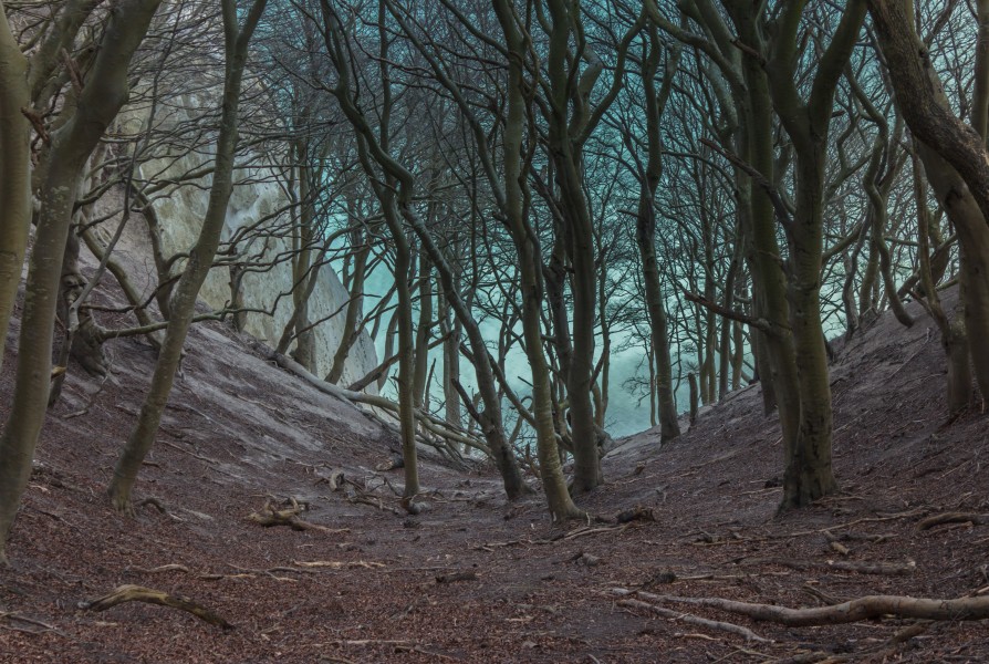 Møns Klint beech trees in gorge 2015-04-01-4864