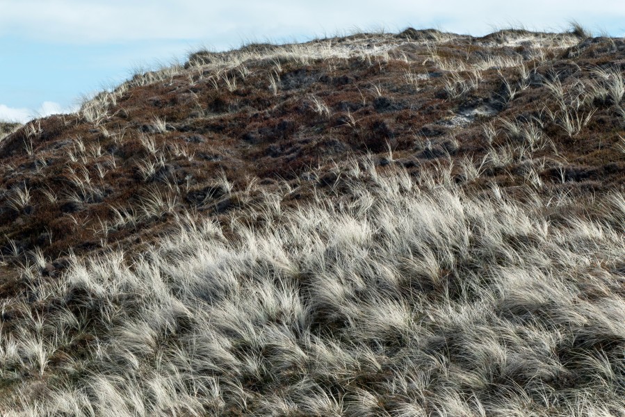 Marram grass on dune at Nørre Vorupør Strand
