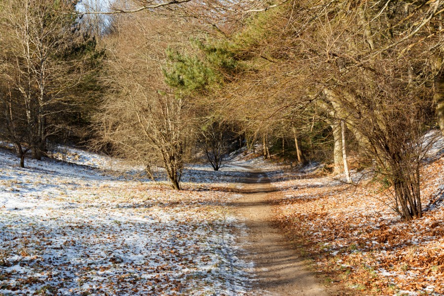 Odshøjstien Overlund Viborg Dk 2017-02-11-6950