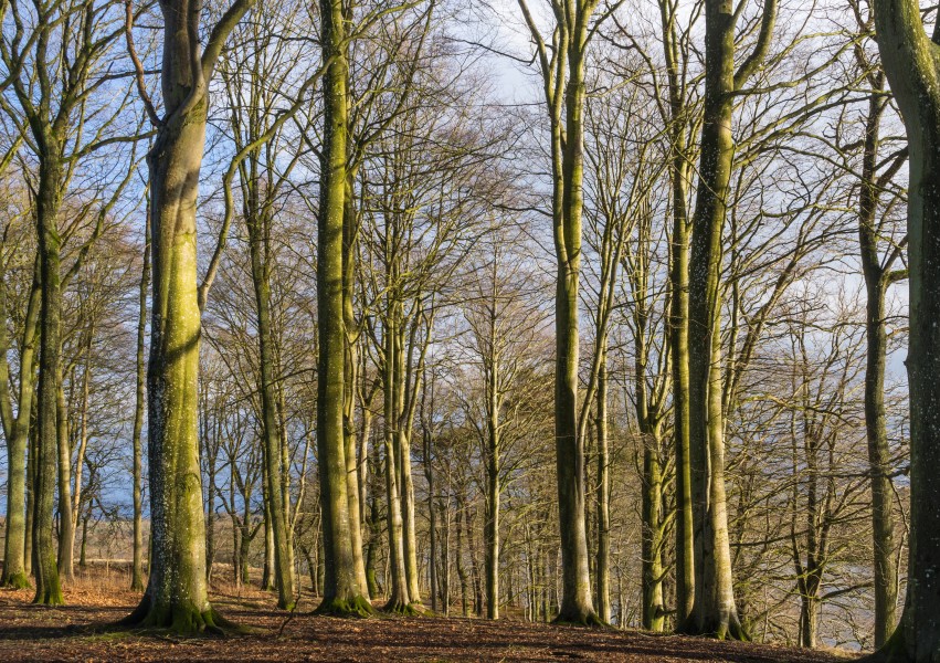 Trees along Hald Sø Denmark