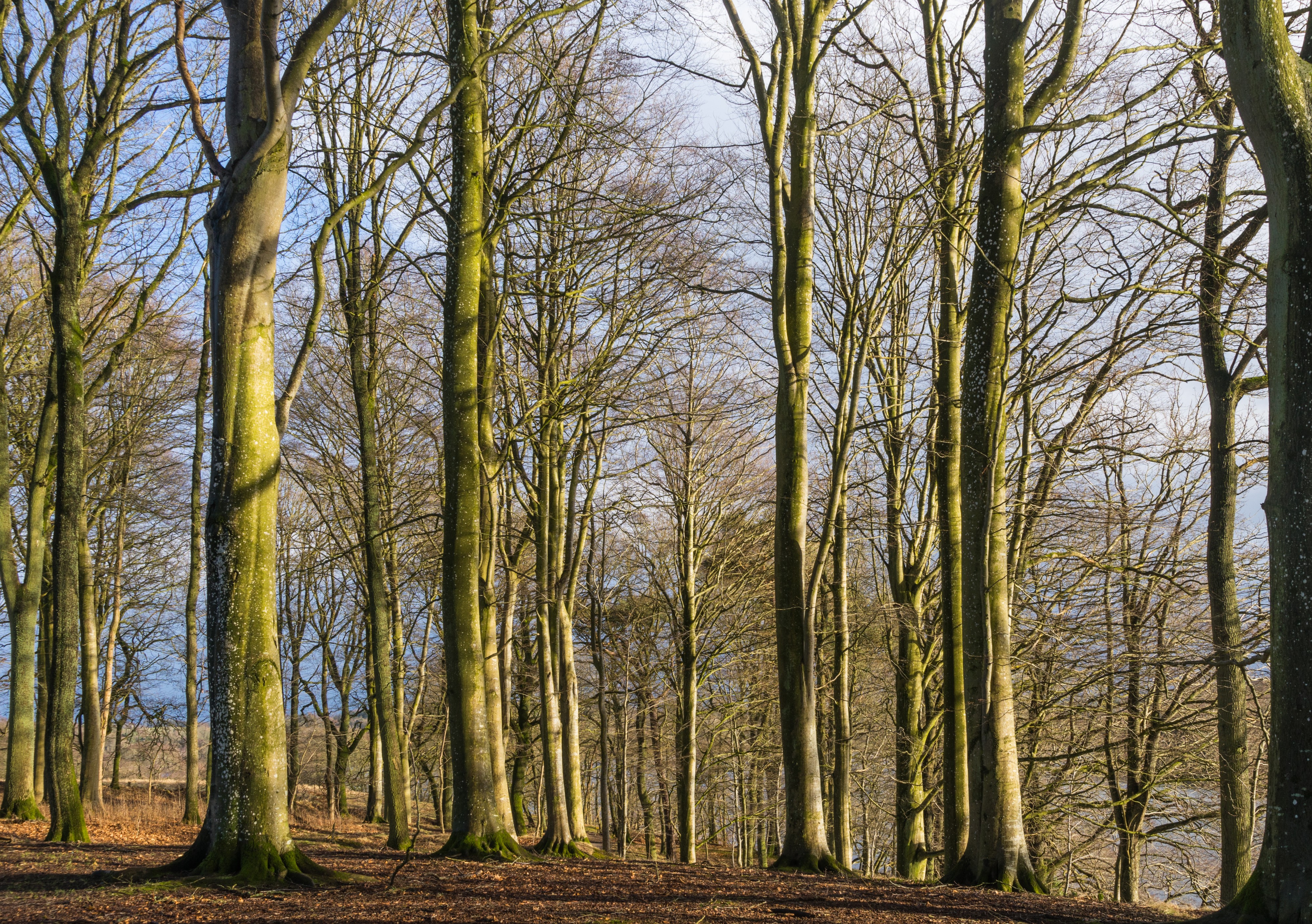 Trees along Hald Sø Denmark