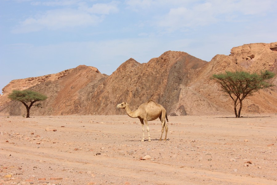 Camel Nuweibaa 00 (22)
