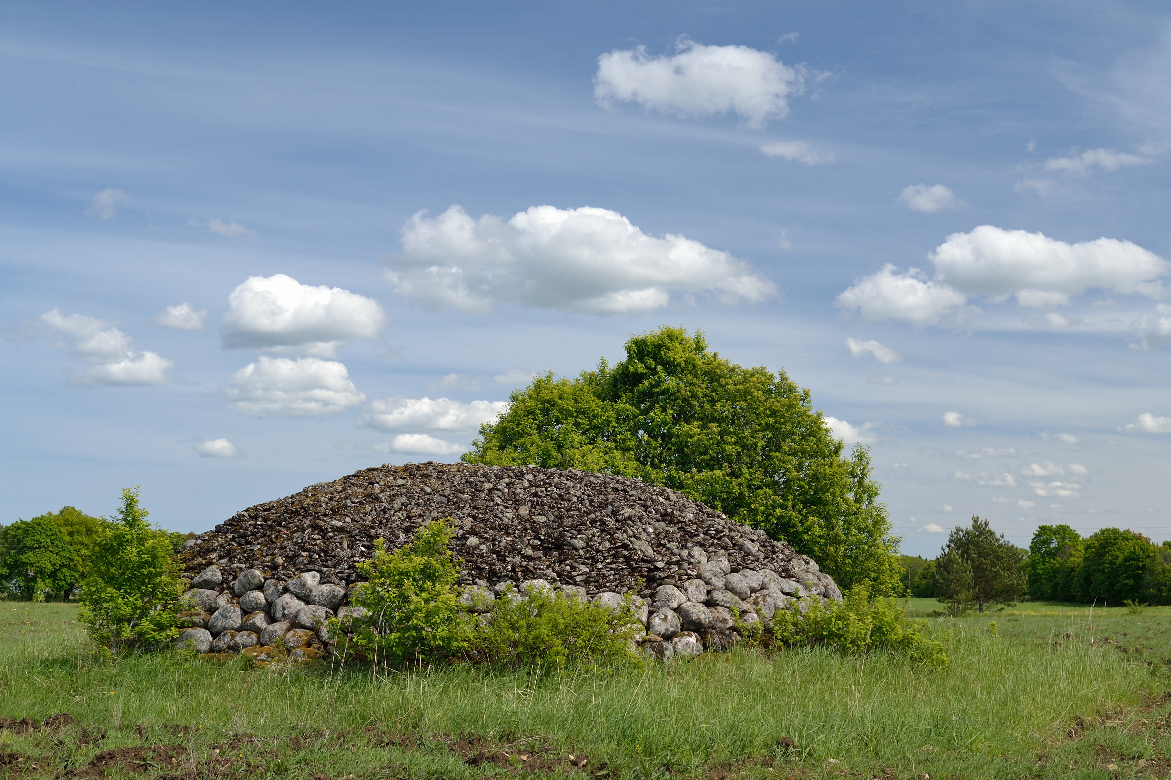 Näljakangur (22305)