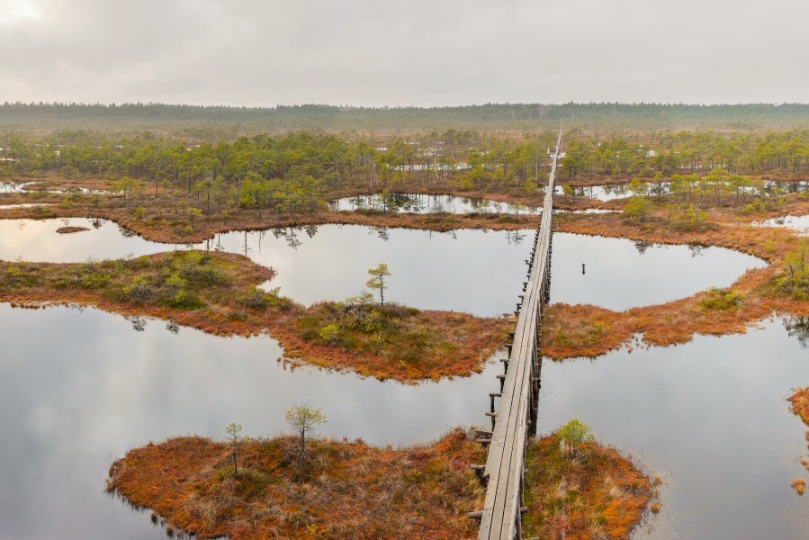 Männikjärve raba tornist