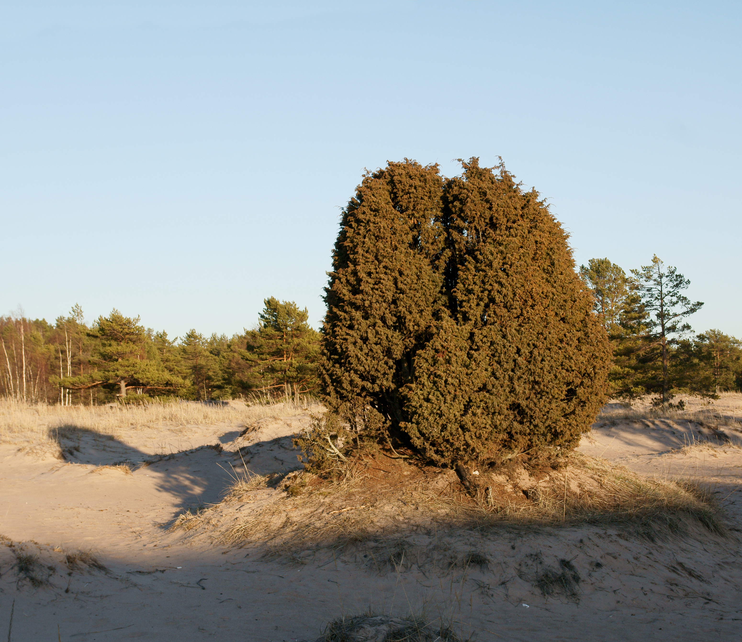 Juniperus communis in Yyteri 2
