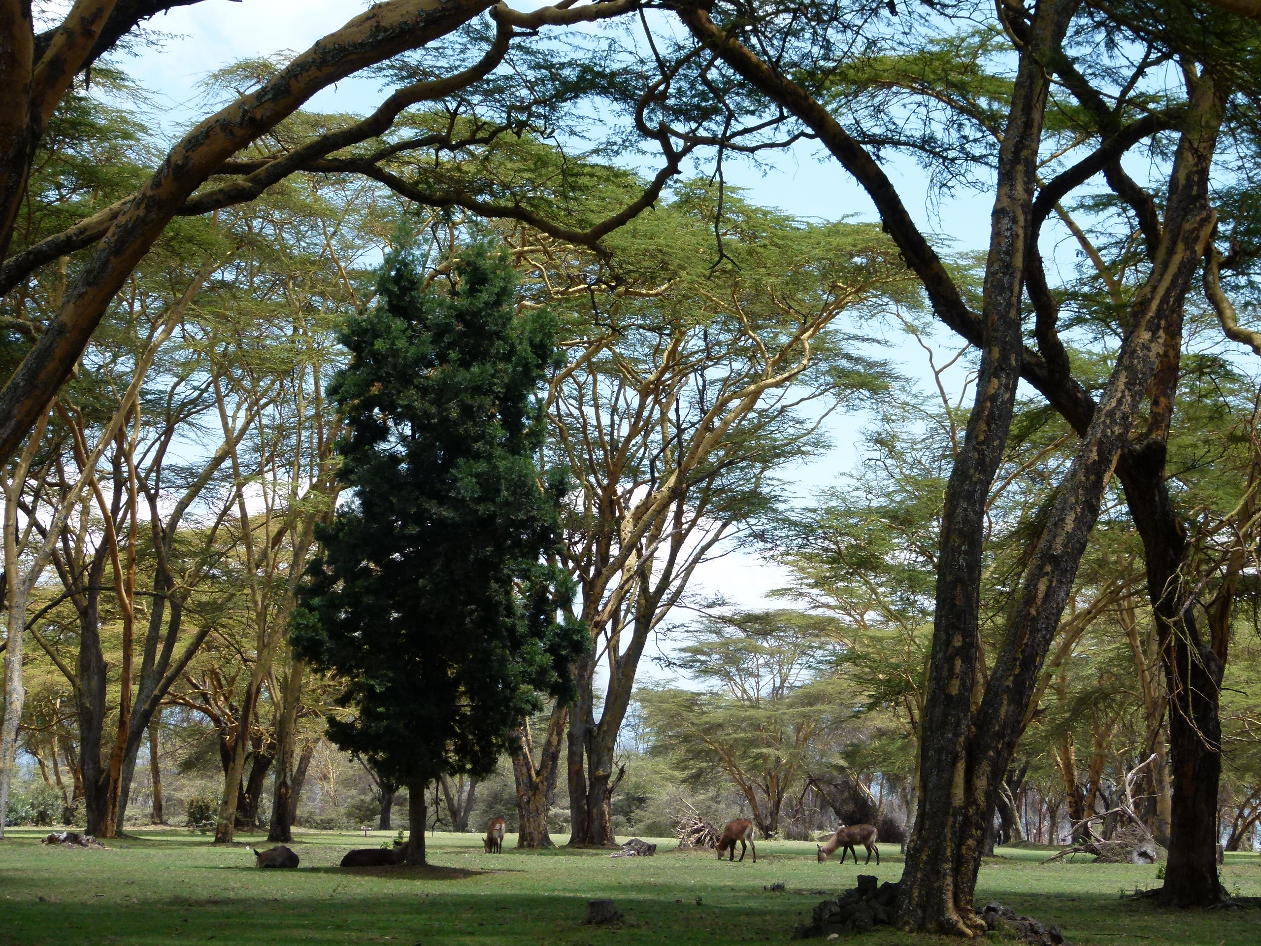 Lake Naivasha Flora 10