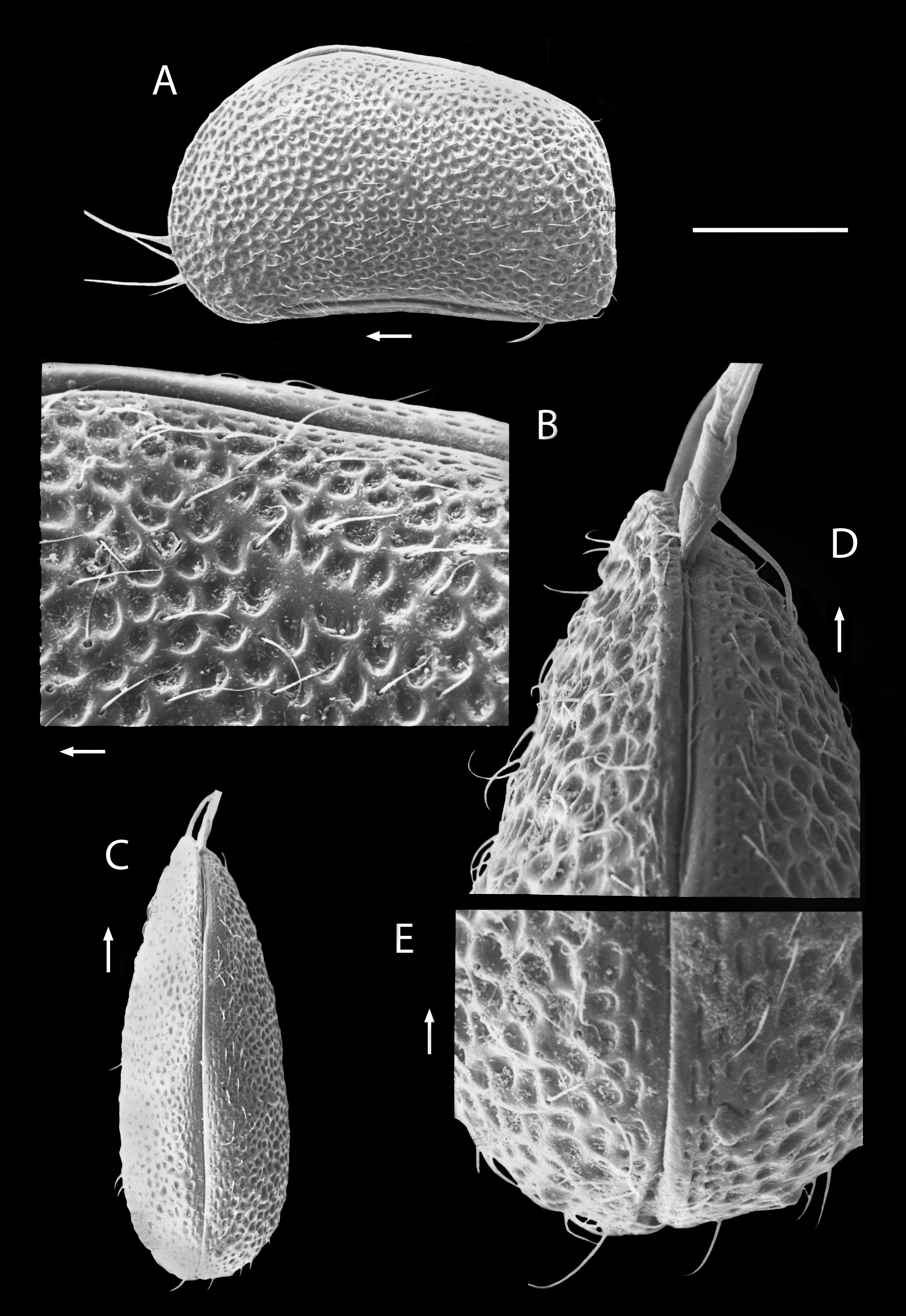 Potamocypris humilis carapace