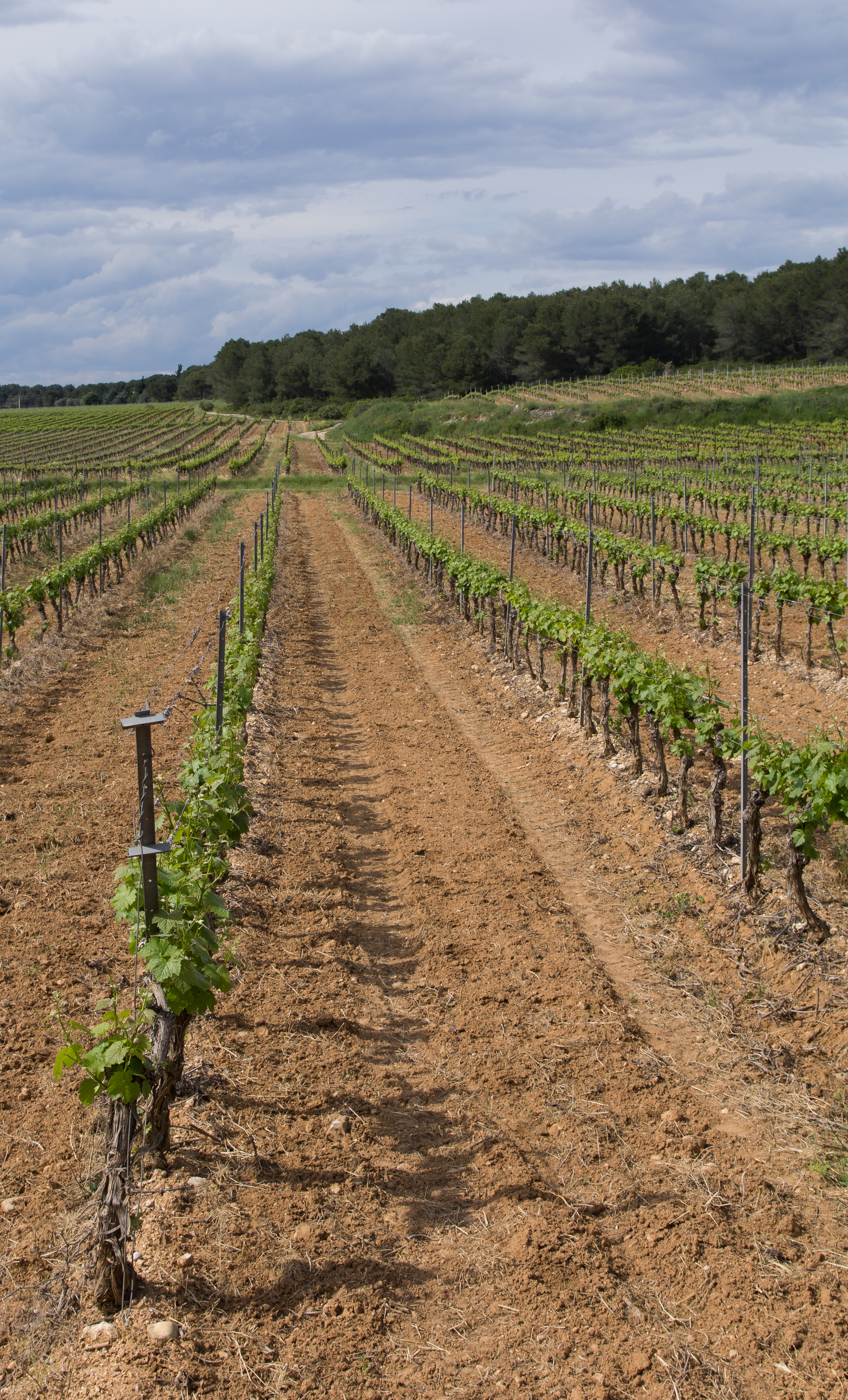 Castelnau-de-Guers, Hérault 02