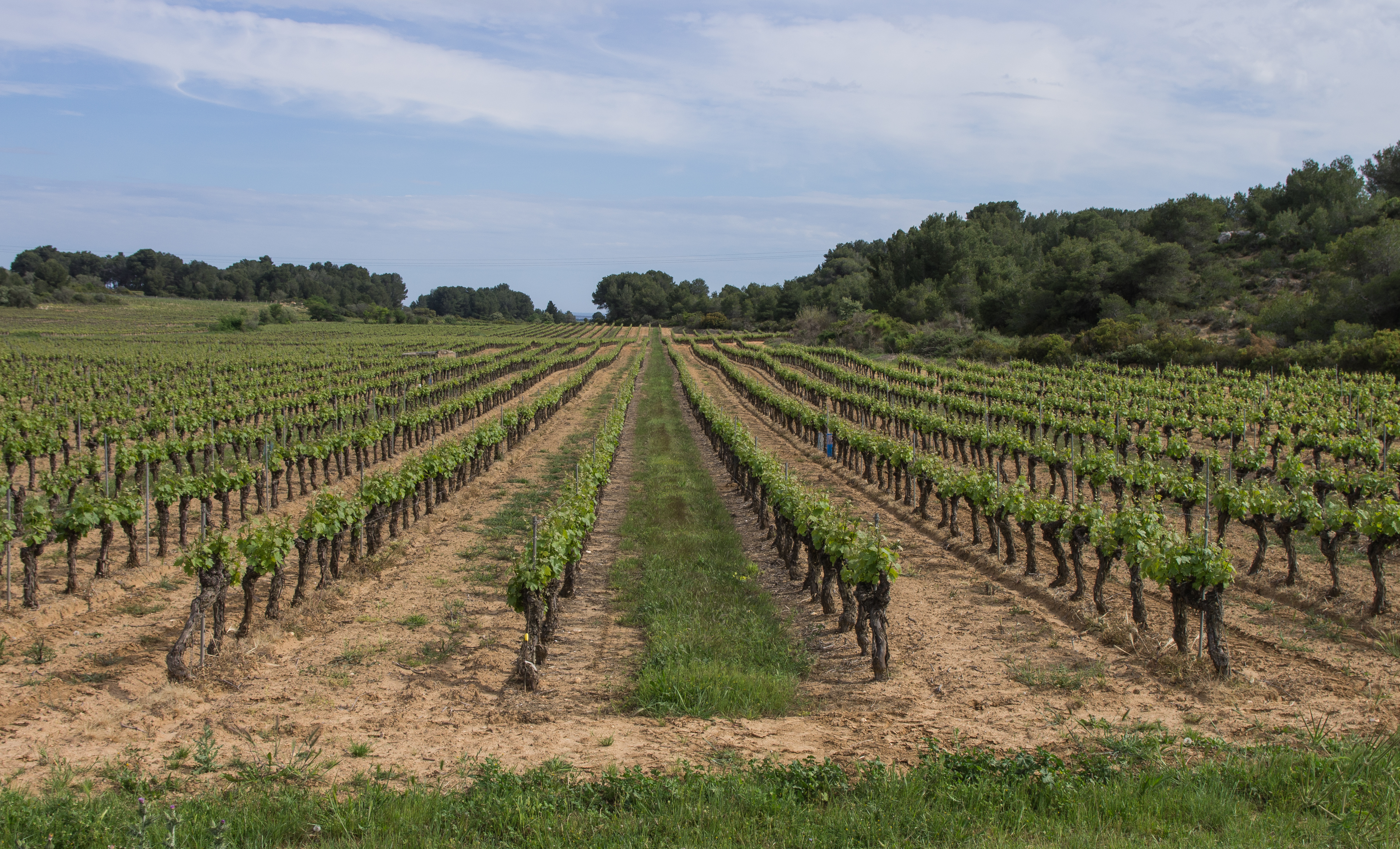 Castelnau-de-Guers, Hérault 05