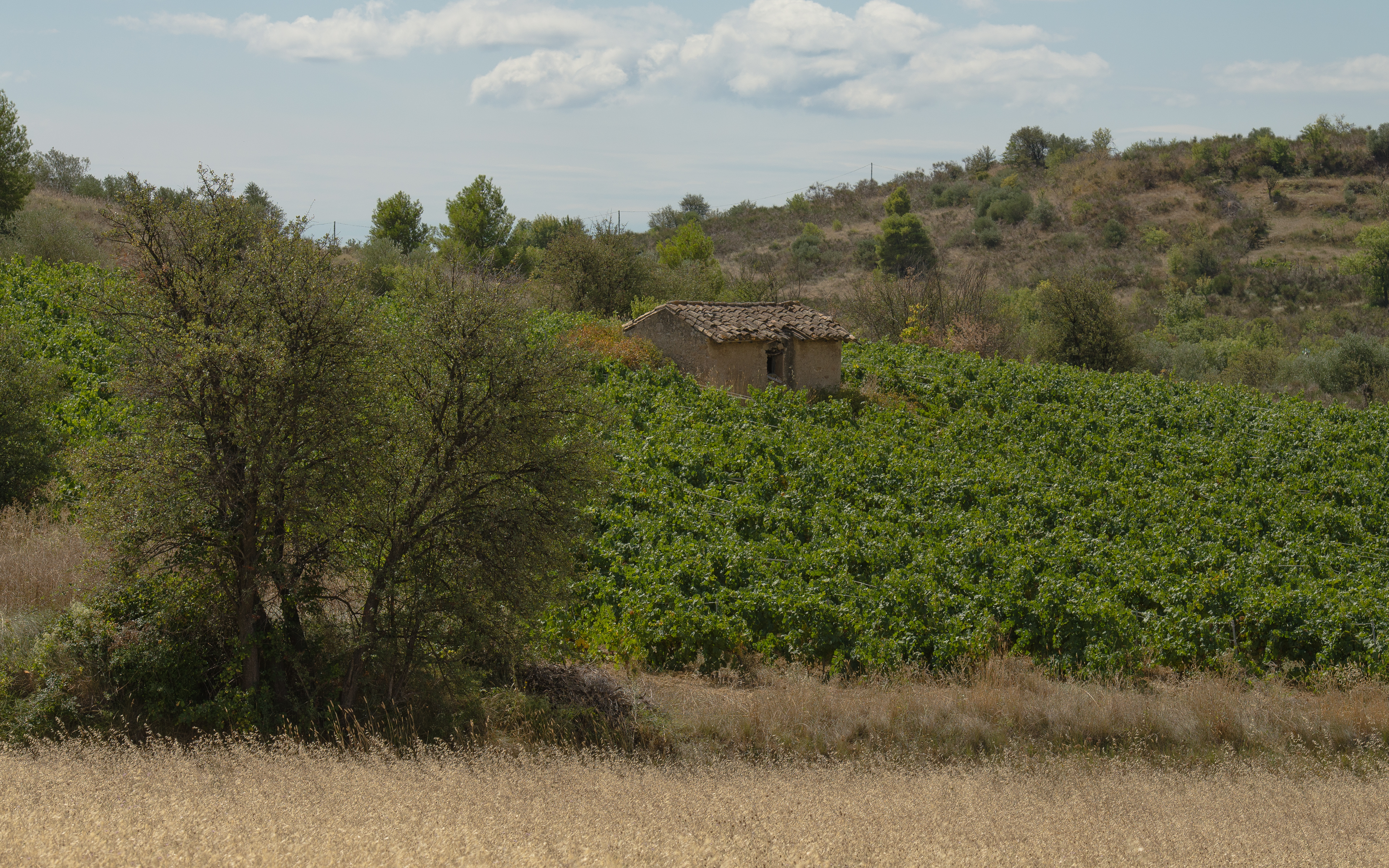 Castelnau-de-Guers, Hérault 11
