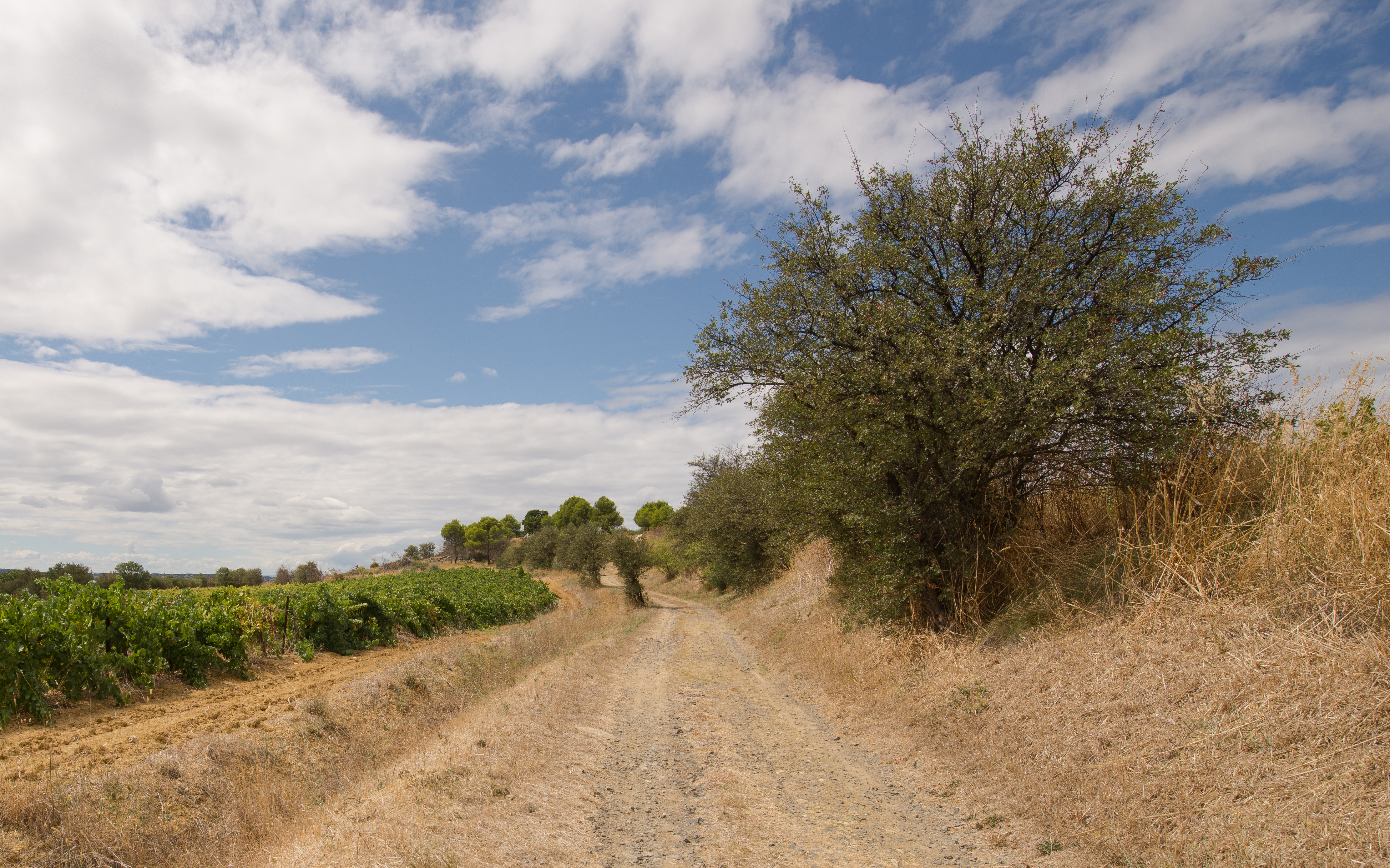 Castelnau-de-Guers, Hérault 20