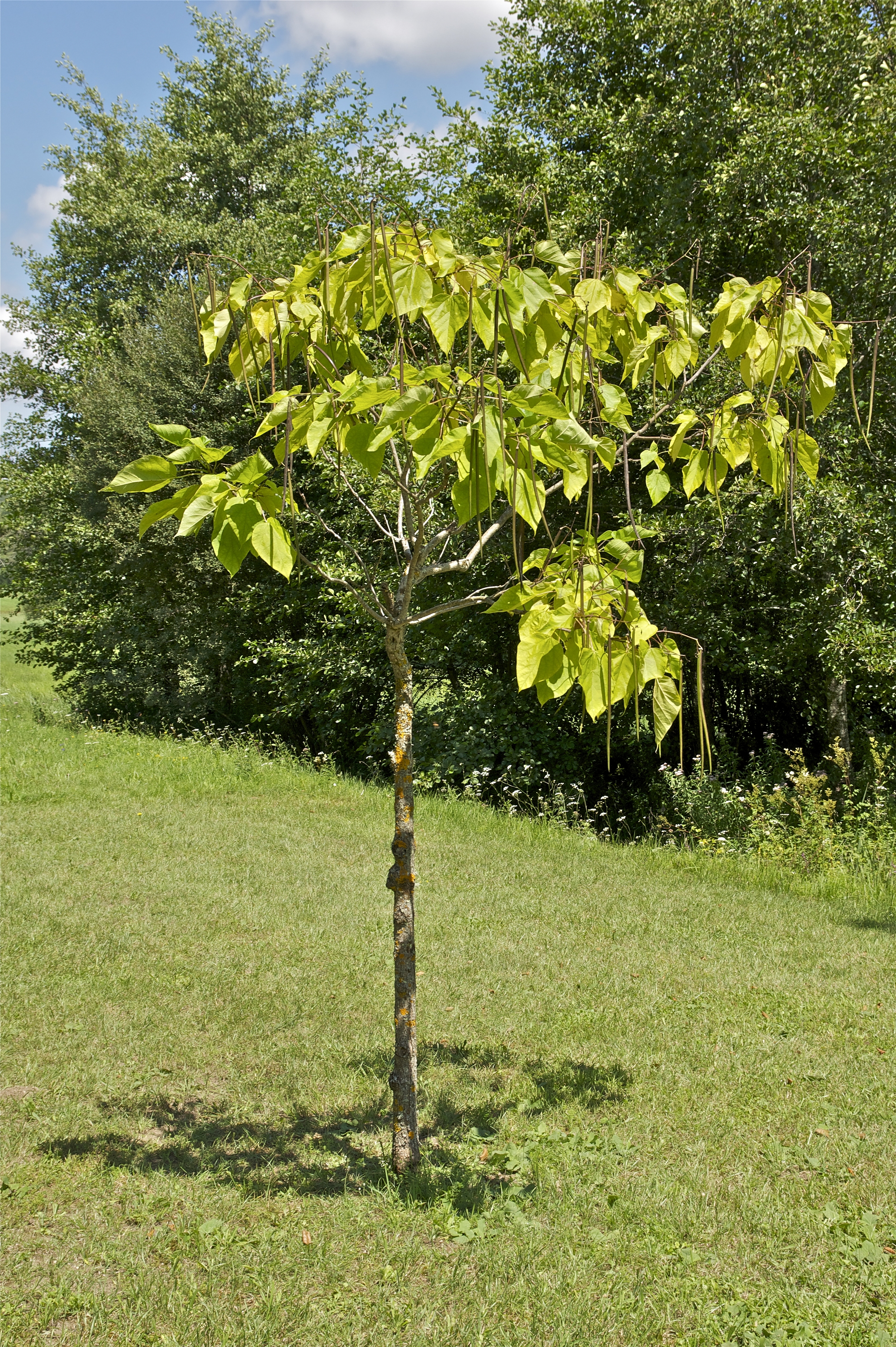 Catalpa bignonioides boule