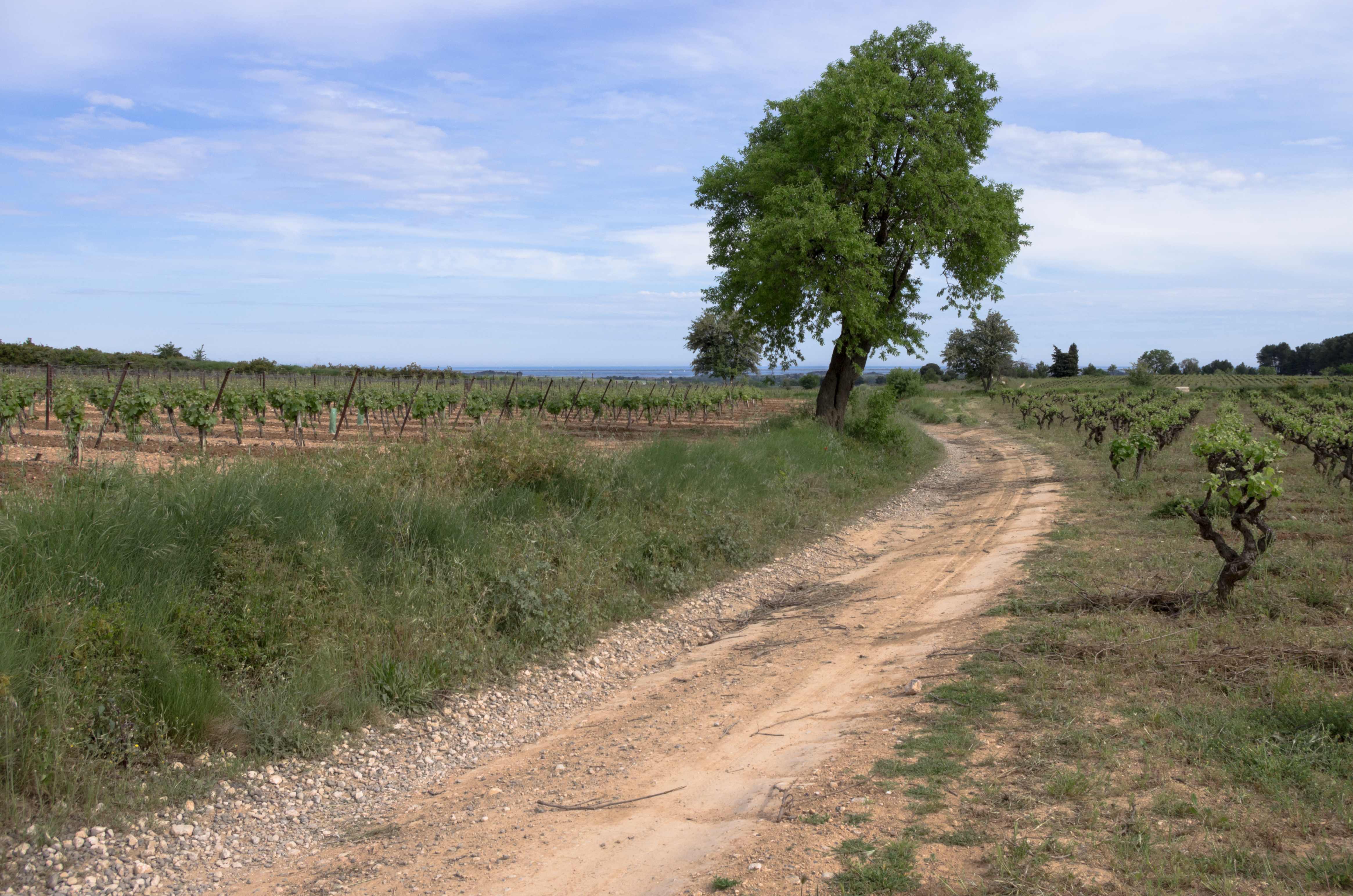 Celtis australis, Castelnau-de-Guers, Hérault