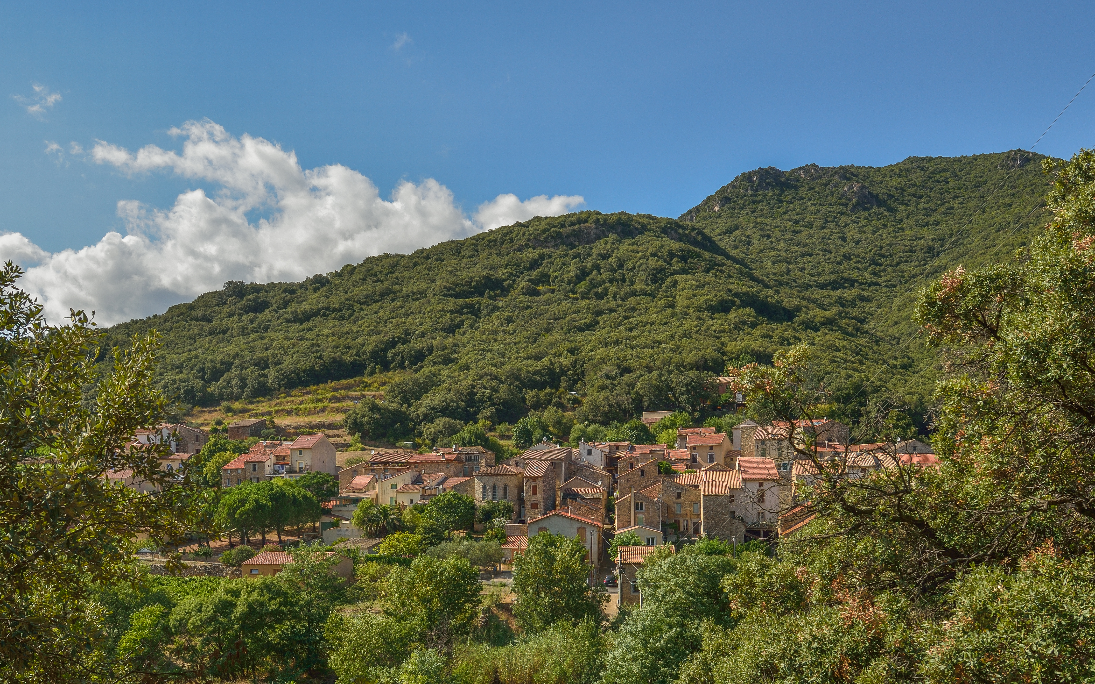 Ceps, Roquebrun, Hérault 08