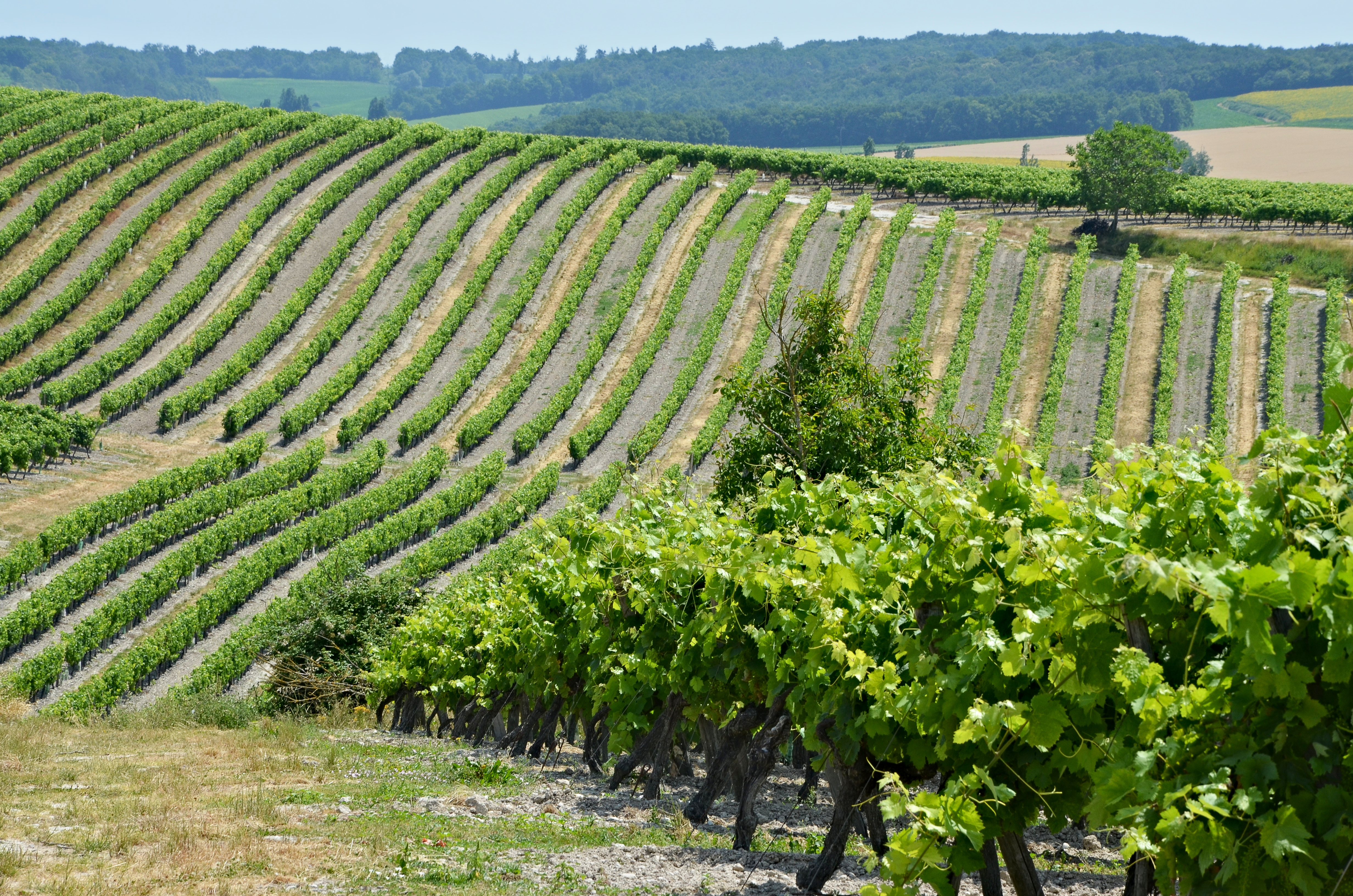 Champagne-Vigny 16 Vignoble 2013