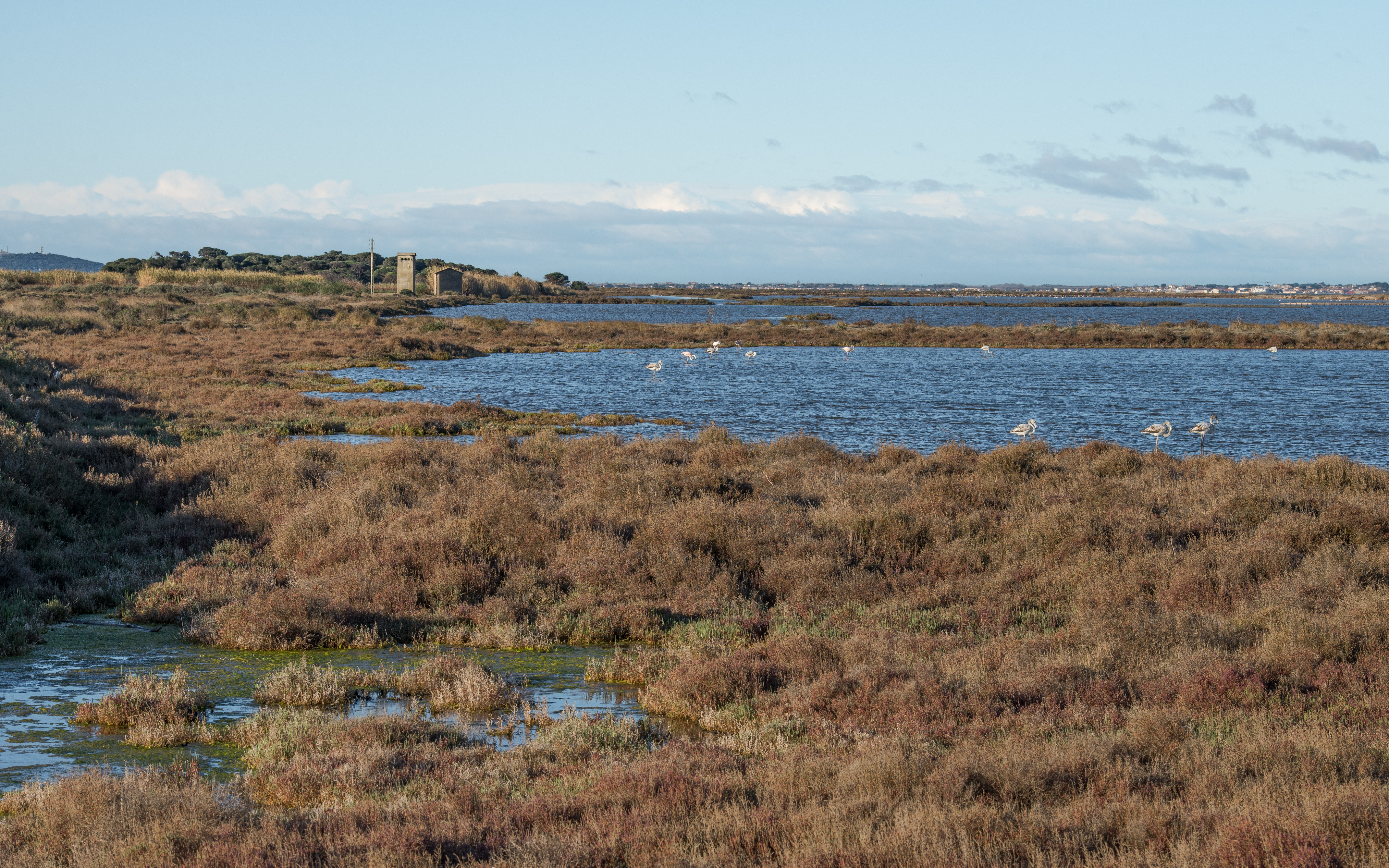 Greater Flamingos, Lido de Thau, Sète 03
