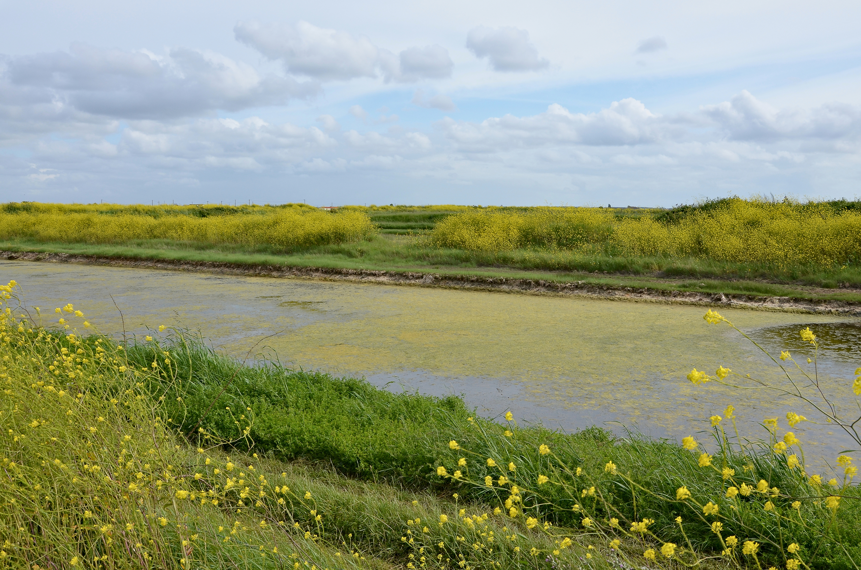 Marennes 17 Vue marais 1 2013