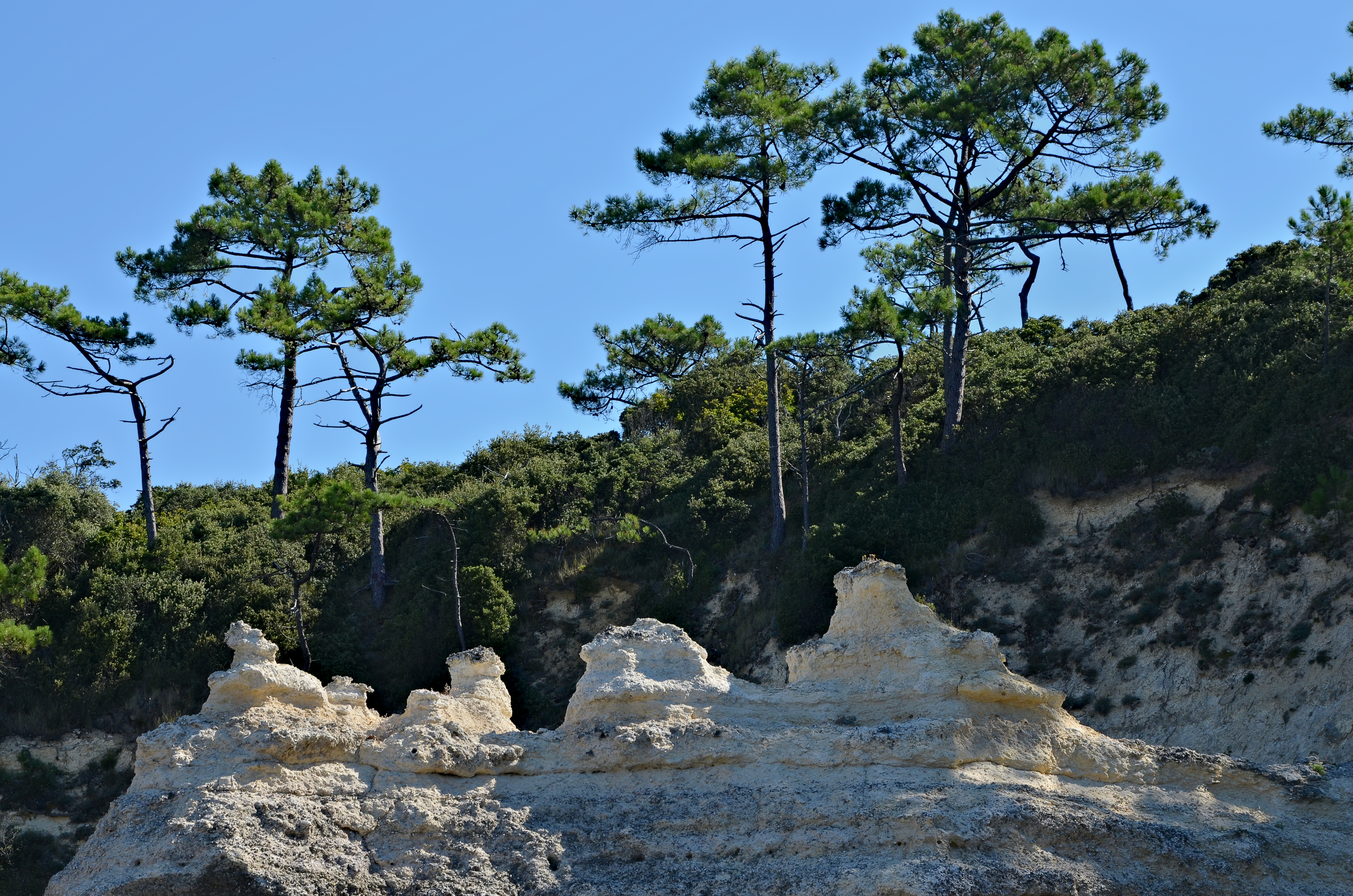 Meschers-sur-Gironde 17 Calcaire&pins maritimes 2013