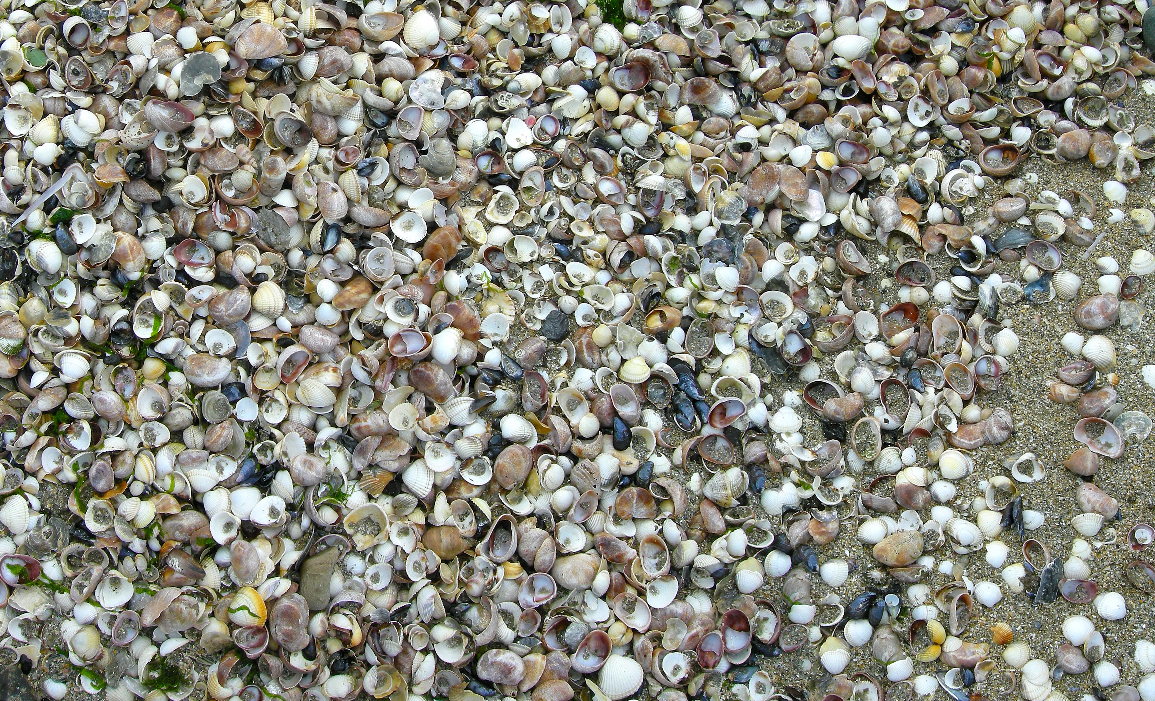 Muscheln