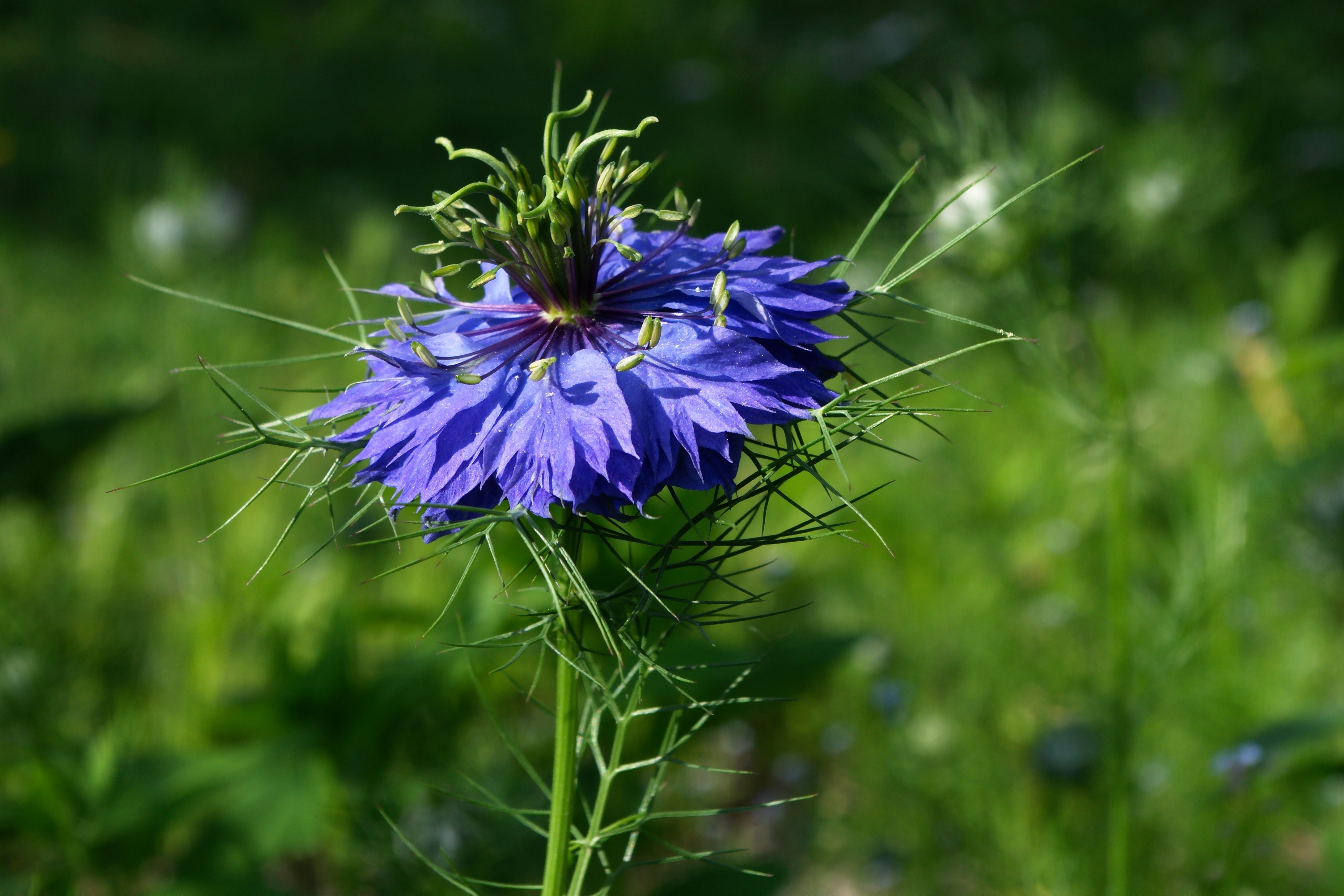 Nigella damascena 2012