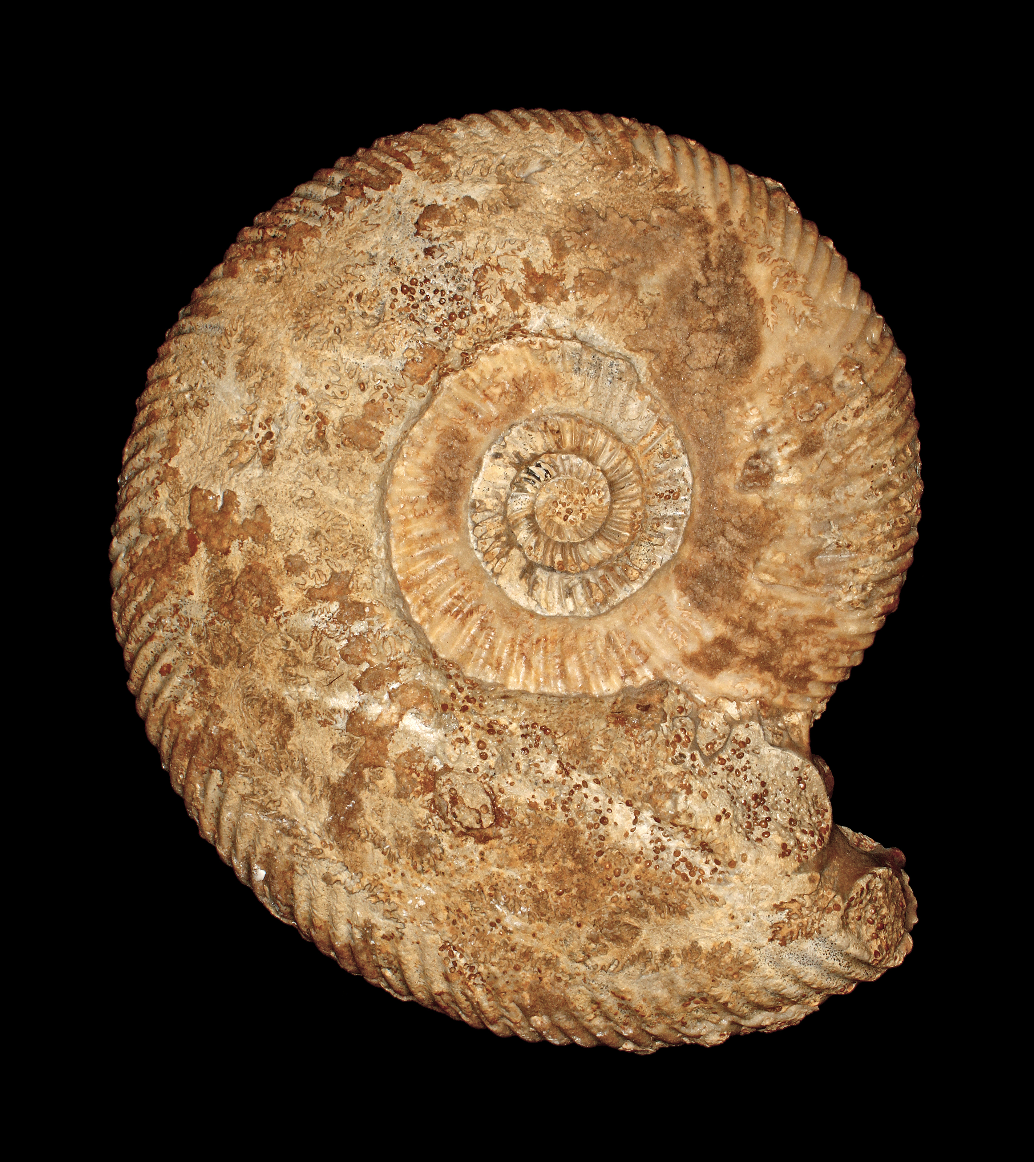 Parkinsonia parkinsoni 01