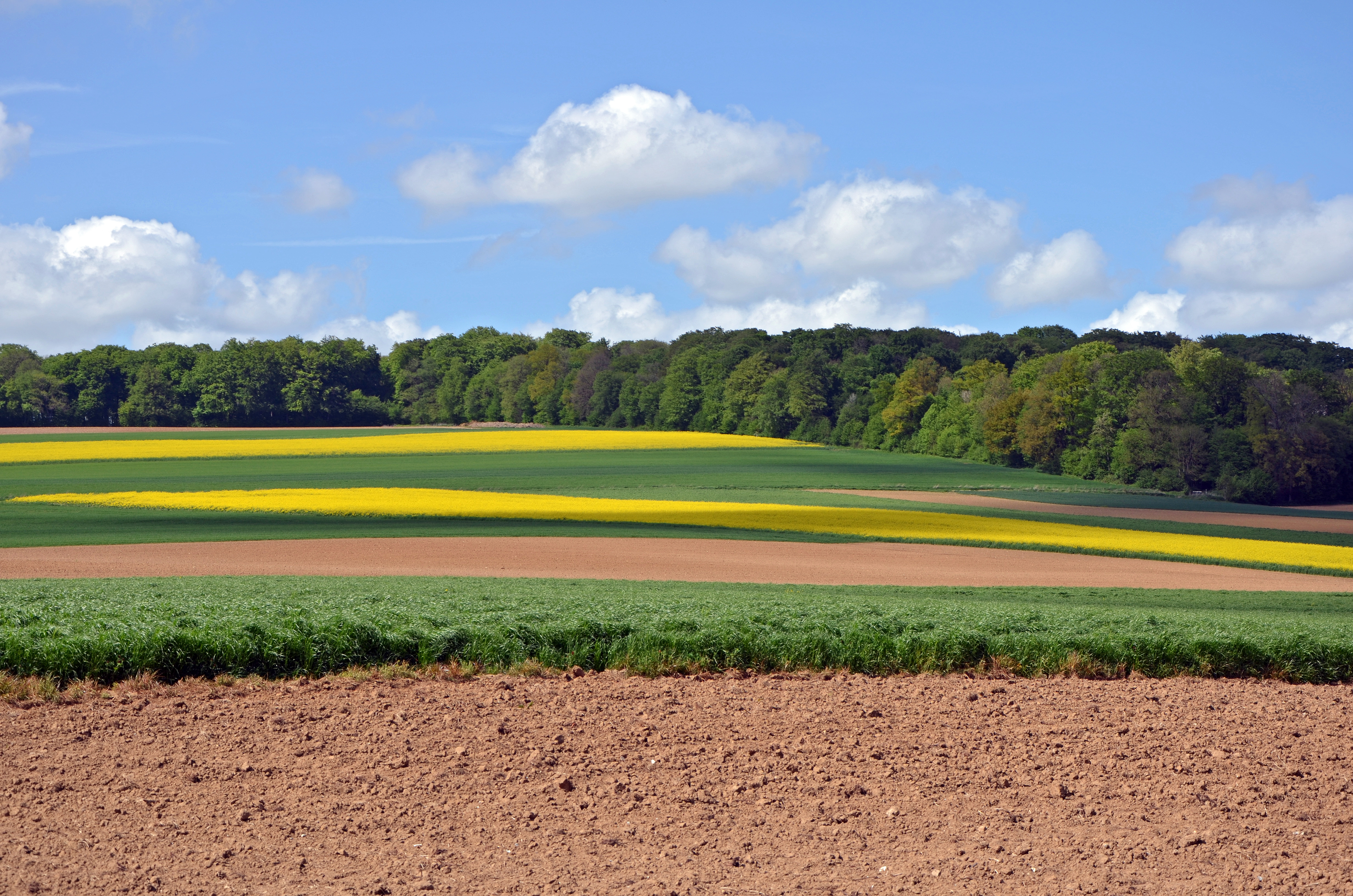 Paysages-de-la-vallée-de-l'Authie-vers-Doullens-DSC 0350