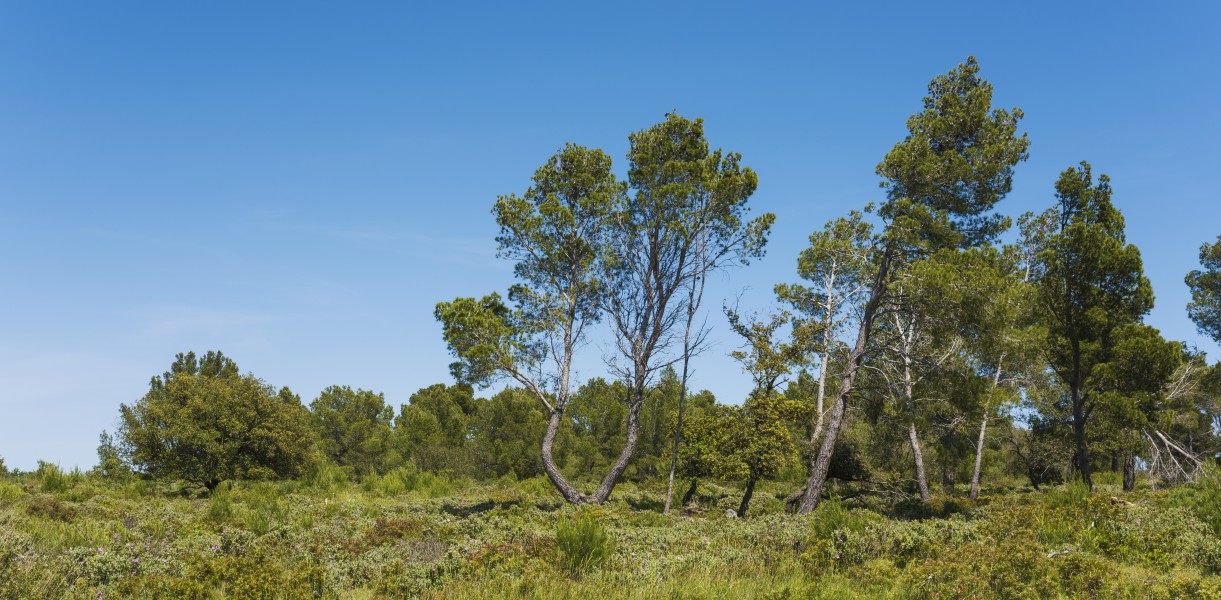 Aleppo Pines grove, Sainte Lucie Island 02
