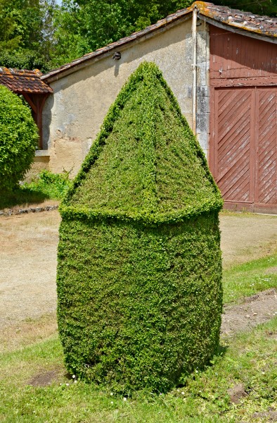 Buis taillé FR 2013