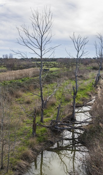 Canal and field in Saint-Gilles 01