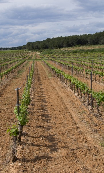 Castelnau-de-Guers, Hérault 02