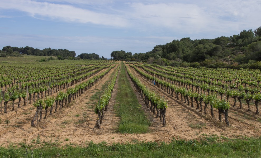 Castelnau-de-Guers, Hérault 05
