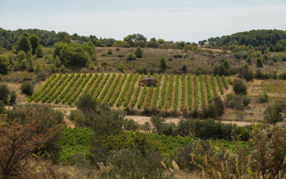 Castelnau-de-Guers, Hérault 09