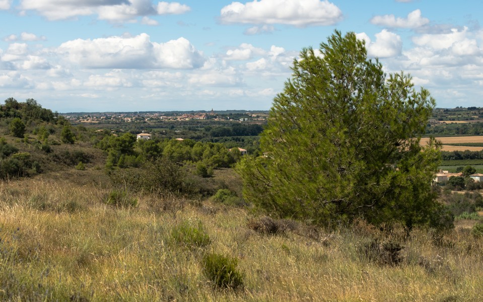 Castelnau-de-Guers, Hérault 15