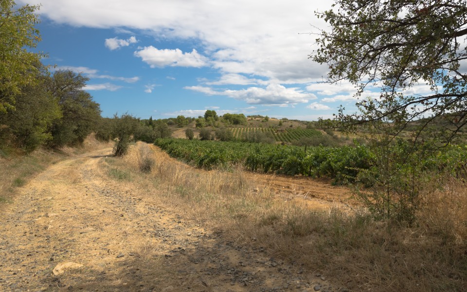 Castelnau-de-Guers, Hérault 18