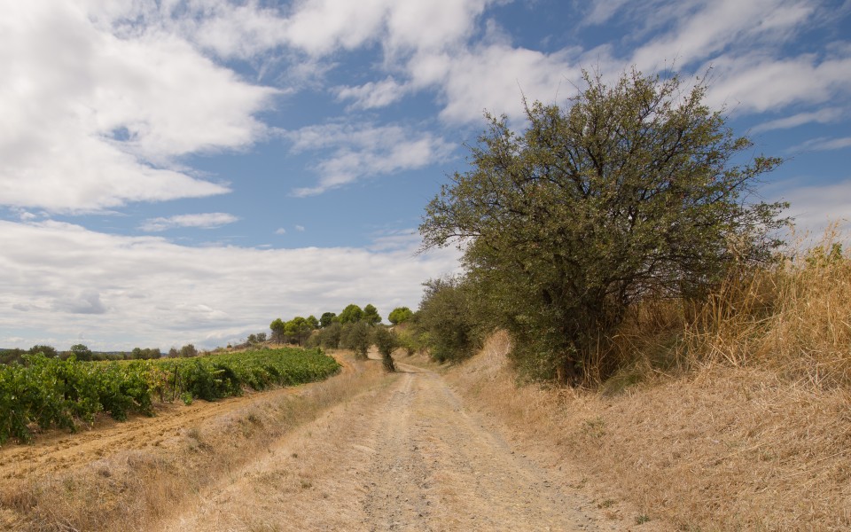 Castelnau-de-Guers, Hérault 20