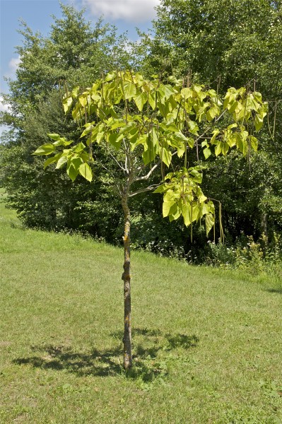 Catalpa bignonioides boule