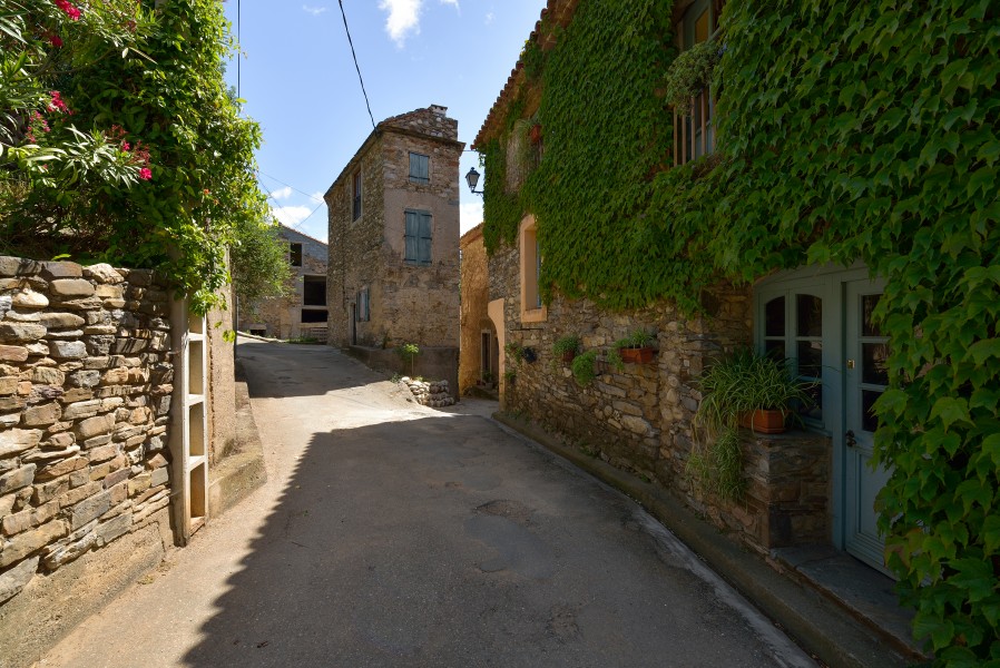 Ceps, Roquebrun, Hérault 07