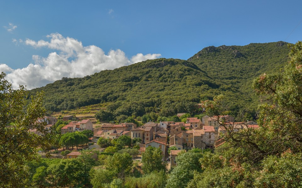 Ceps, Roquebrun, Hérault 08
