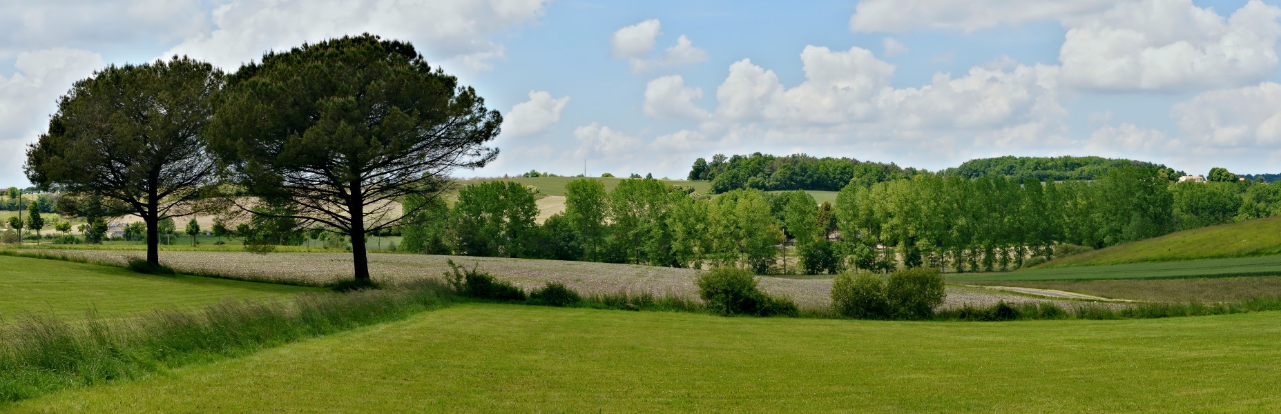 Chavenat 16 Paysage aux deux pins printemps 2013