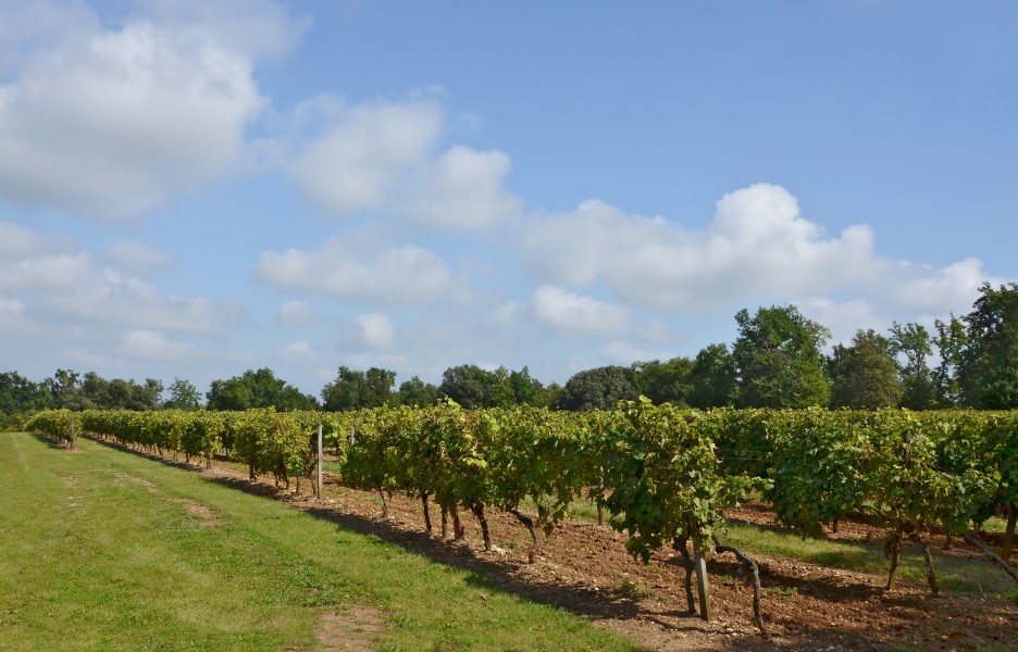 Cherves-Richemont 16 Vignoble Borderies 2014